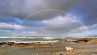 a dog is standing on a beach with a rainbow in the sky