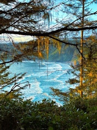 a view of the ocean from a forest