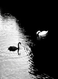 two swans swimming in the water in black and white