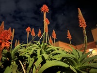 a group of plants in front of a building at night